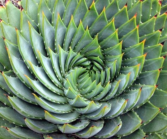 The spiral of leaves on an aloe plant