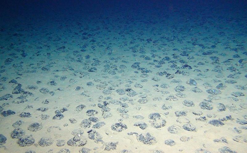 Manganese nodules cover the sea floor in the Clarion-Clipperton Zone (CCZ), an area of the Pacific Ocean