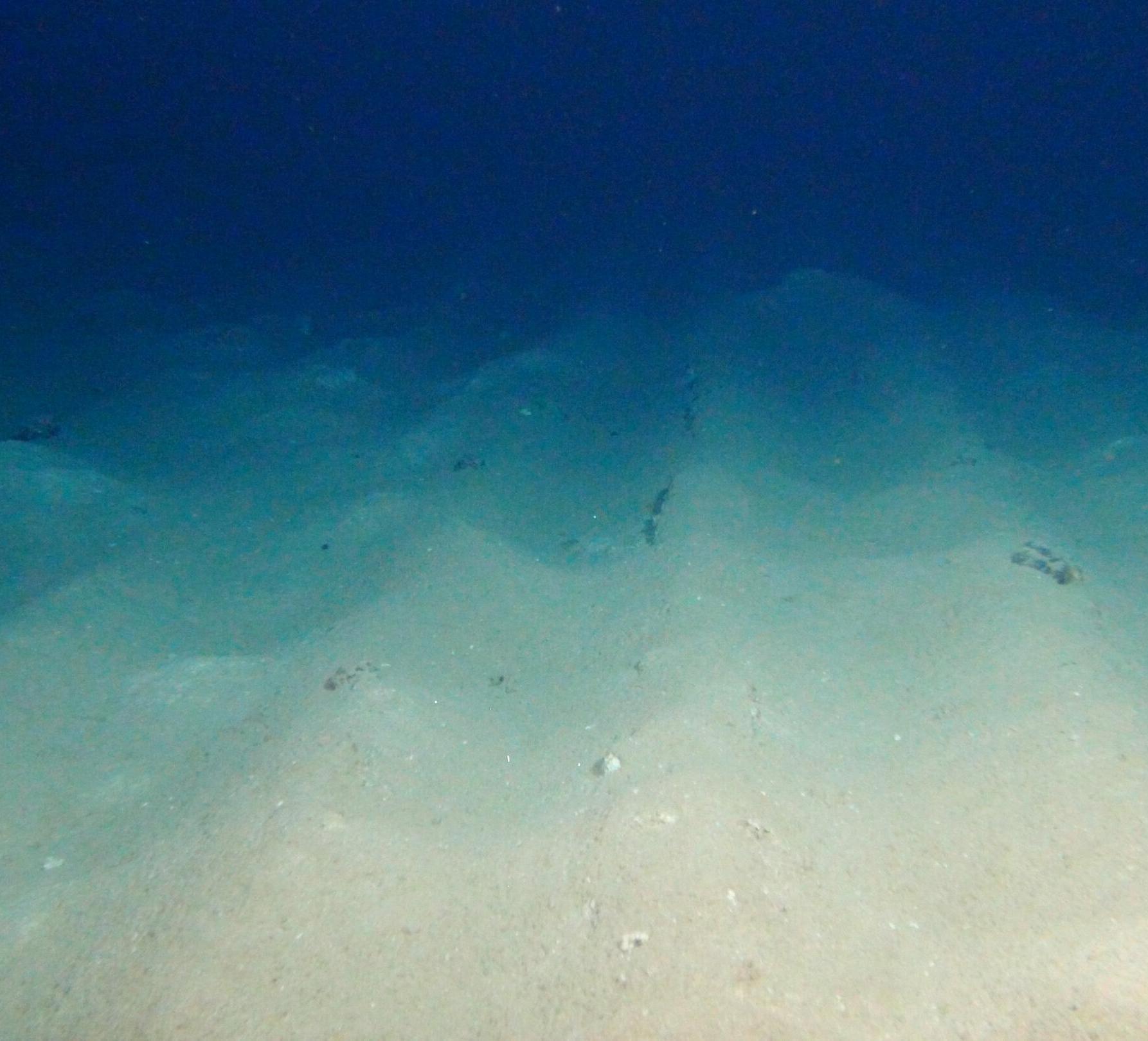 Plough tracks on the sea bed from the DISCOL experiment