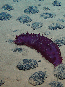 A sea cucumber in a nodule field