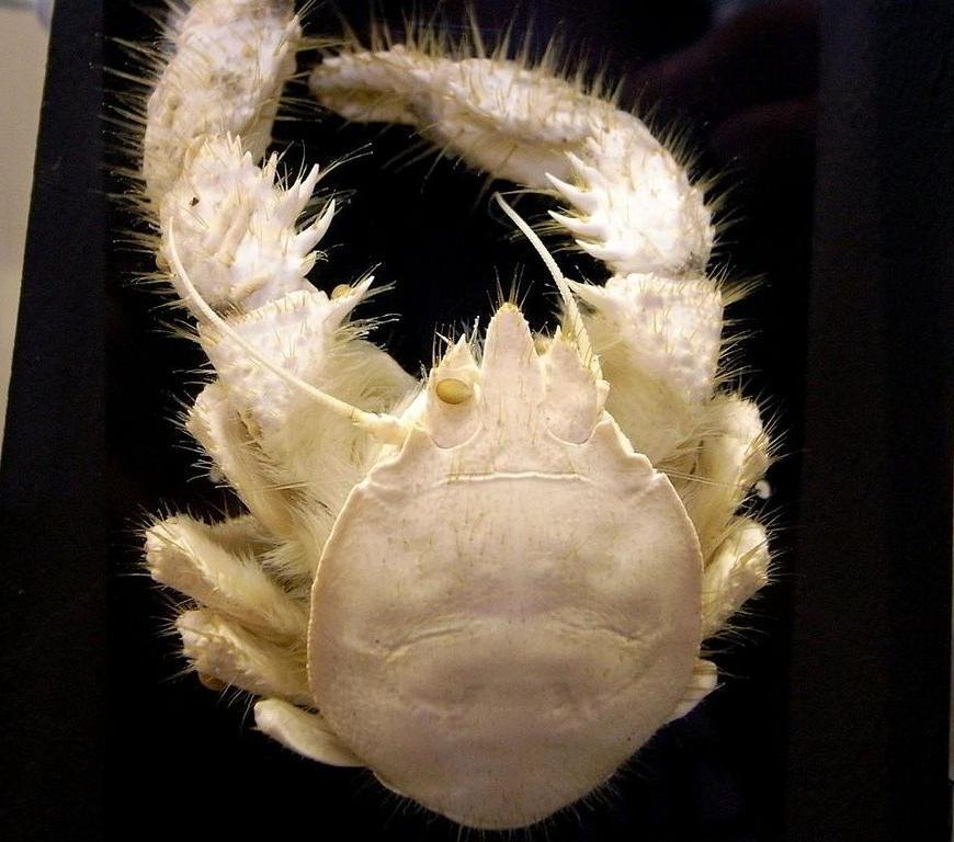 Shinkaia crosnieri, a deep sea crustacean species