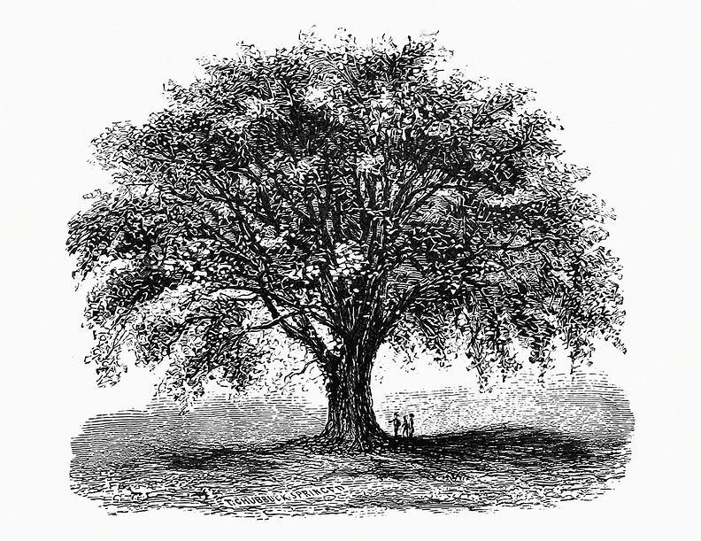 Descartes described philosophy as being like a tree, with its roots and many branches