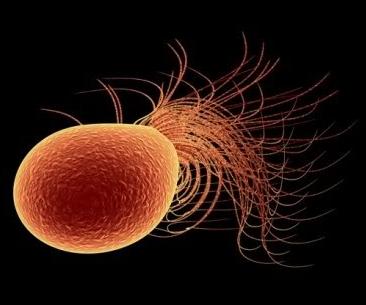 Pyrococcus furiosus, a species of archaea