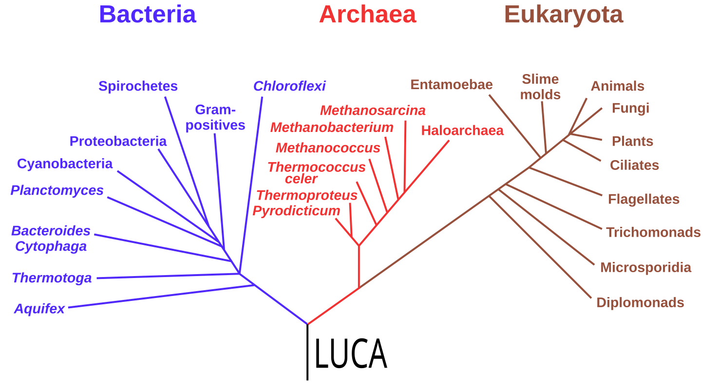 An evolutionary tree of all living things, classified according to the three domains of life: bacteria, archaea and eukaryota