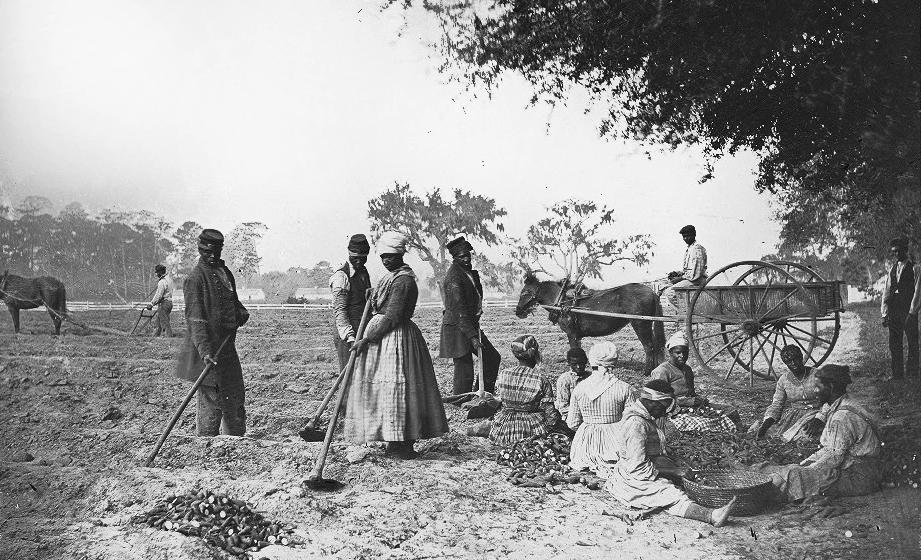 African American slaves working on a plantation