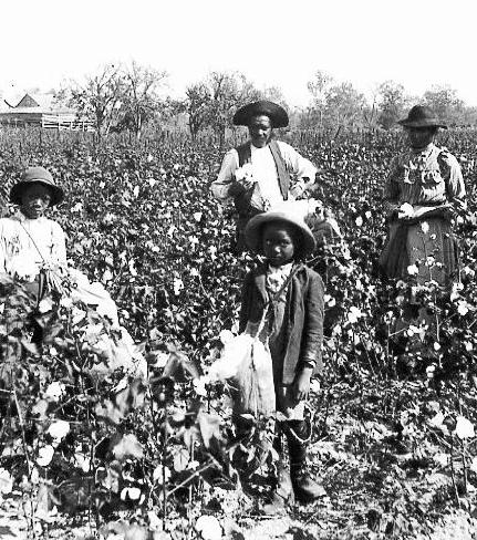 A black cotton farming family, 1890s