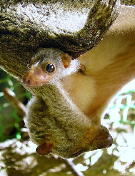 Baby Philippine flying lemur