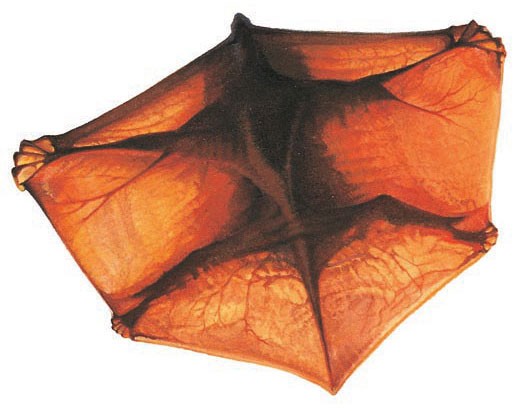 A colugo in mid-glide, seen from below