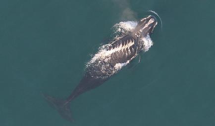 A North Atlantic right whale with propeller scars
