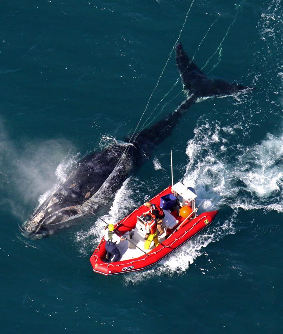 Disentanglement by NOAA staff