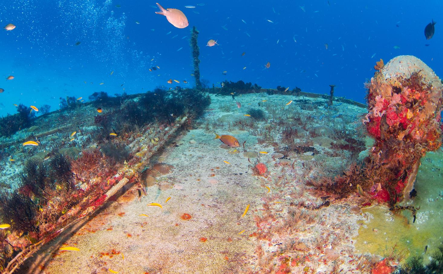 Undersea communication cables covered by marine creatures