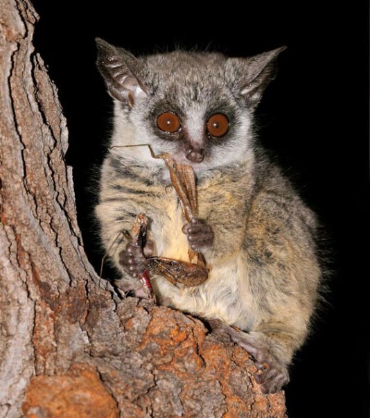 Mohol bushbaby or South African galago