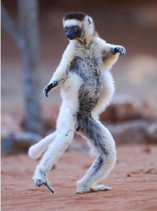Sifaka "hopping" on two legs