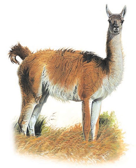 Guanaco