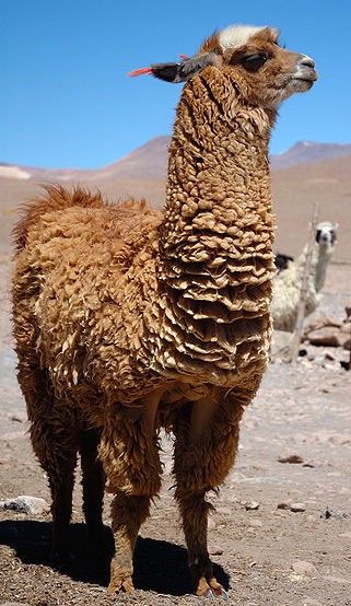 Llama