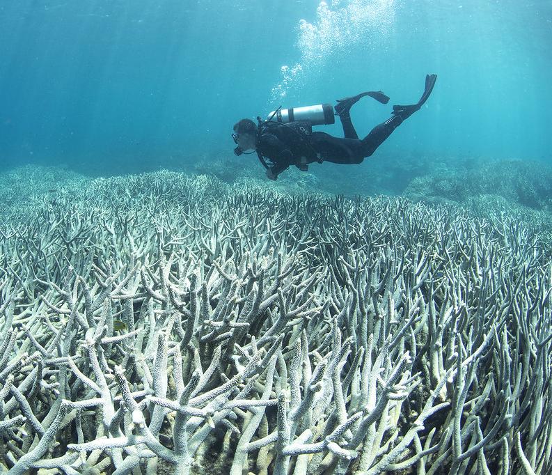 Coral bleaching in the southern Great Barrier Reef