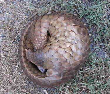 A pangolin curled up in self-defence
