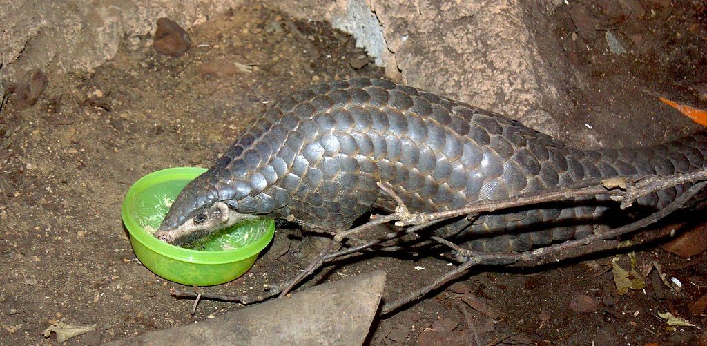Chinese pangolin