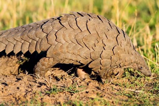 Giant pangolin