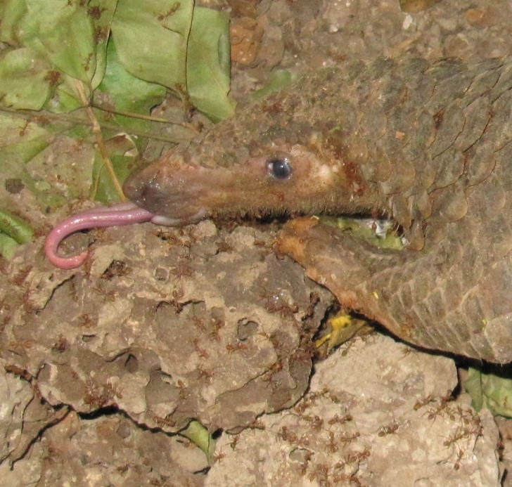 The pangolin's tongue in action