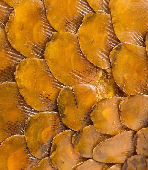 Pangolin scales in close-up