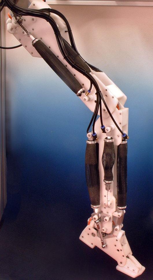 A robotic leg powered by pneumatic artificial muscles (PAMs)