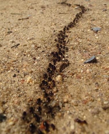 Ants following a trail