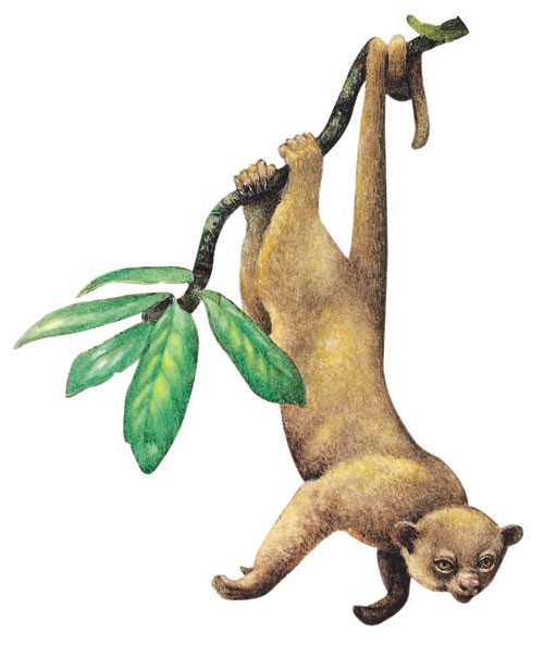 Kinkajou