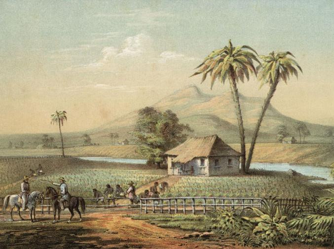 Tobacco plantation, Cuba