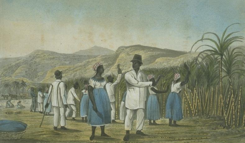 Sugar cane harvest in Jamaica, 1820s
