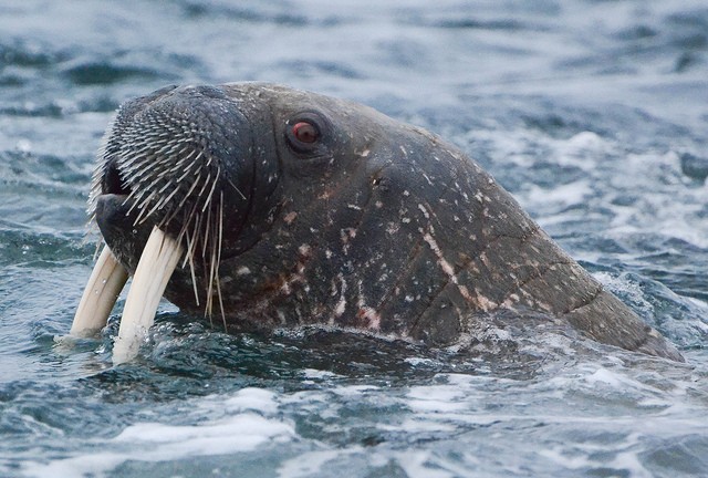 Close-up of walrus swimming