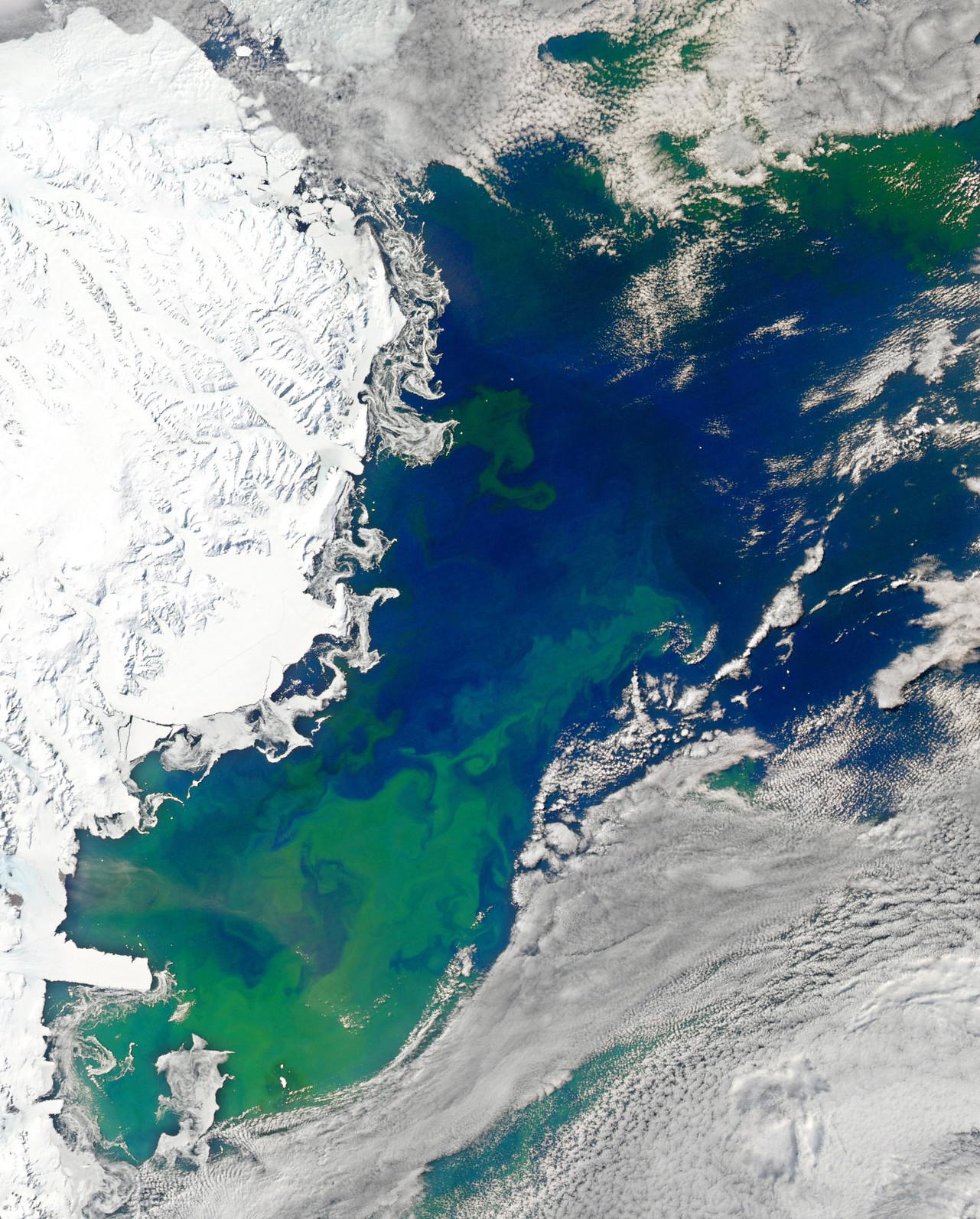 Satellite view of phytoplankton blooms in the Ross Sea