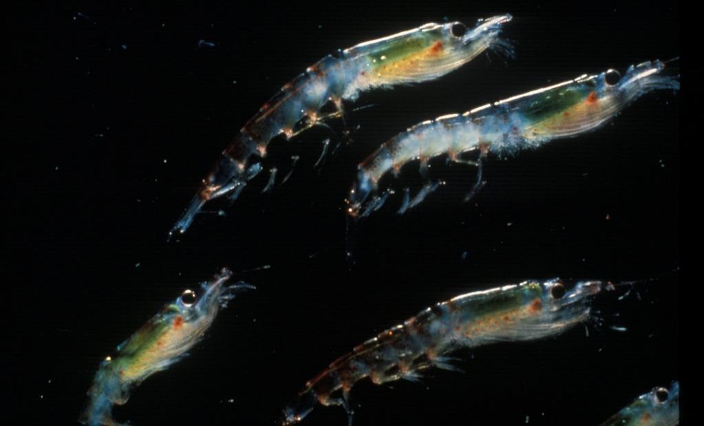 Close-up view of Antarctic krill