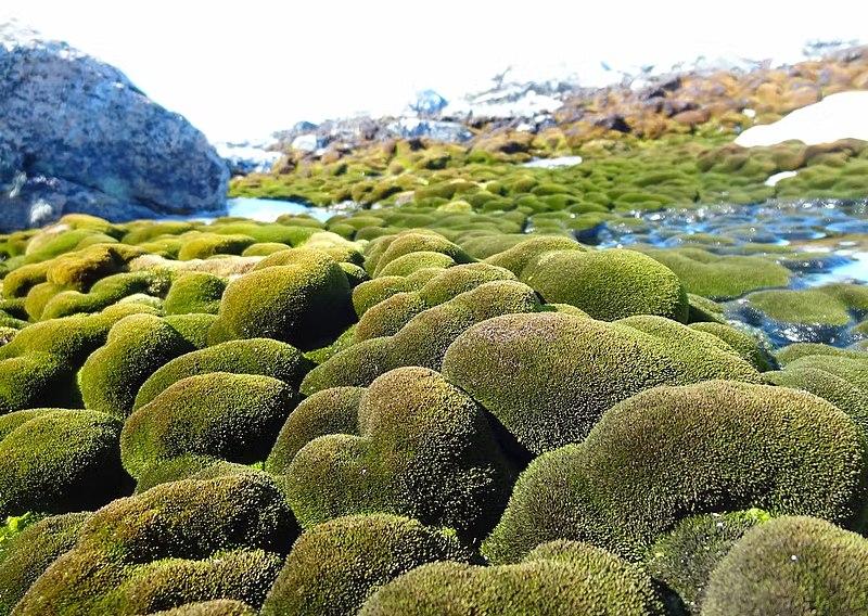 Moss beds in East Antarctica’s Windmill Islands