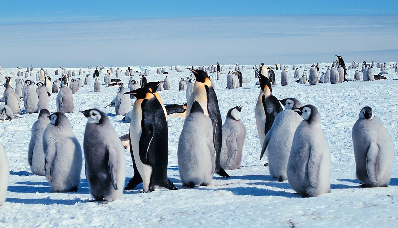 Adult emperor penguins with chicks