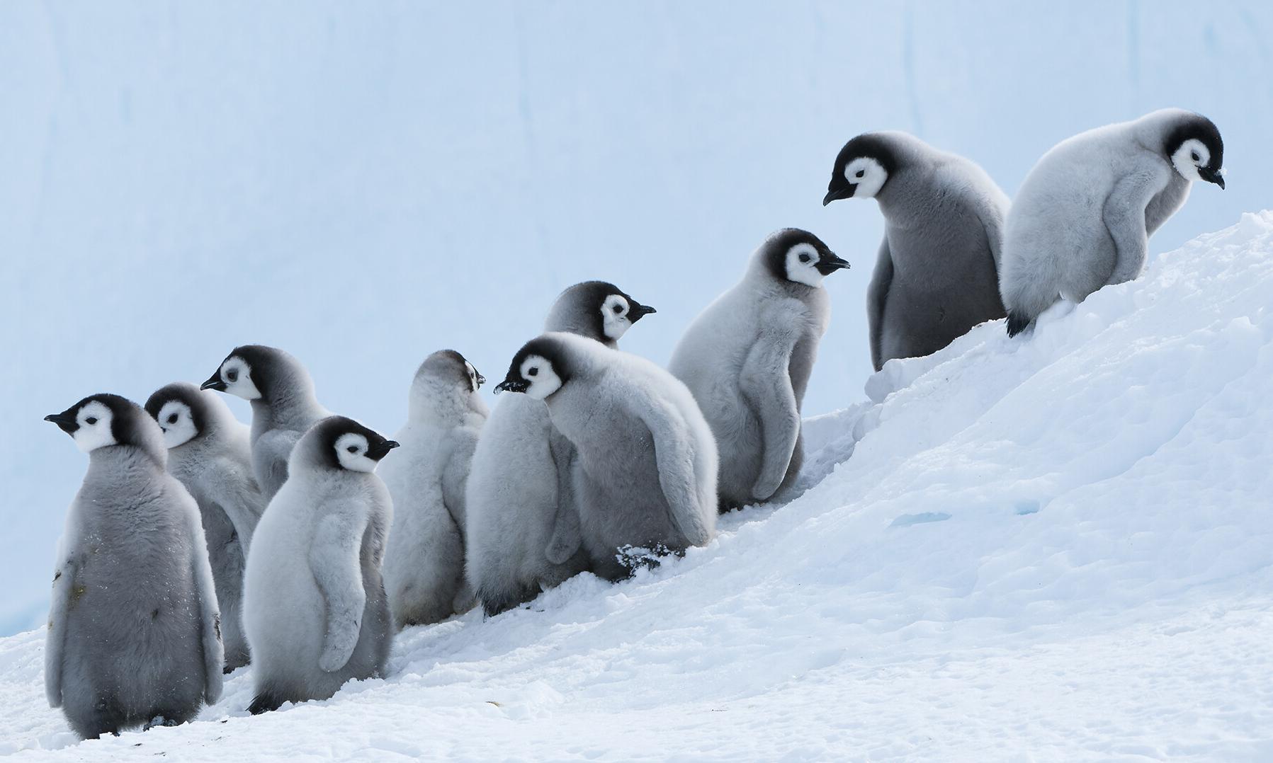 Emperor penguin chicks, Antarctica