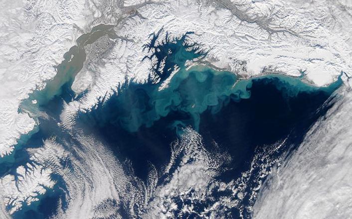 Vast clouds of phytoplankton swirl in the shallows of the Gulf of Alaska