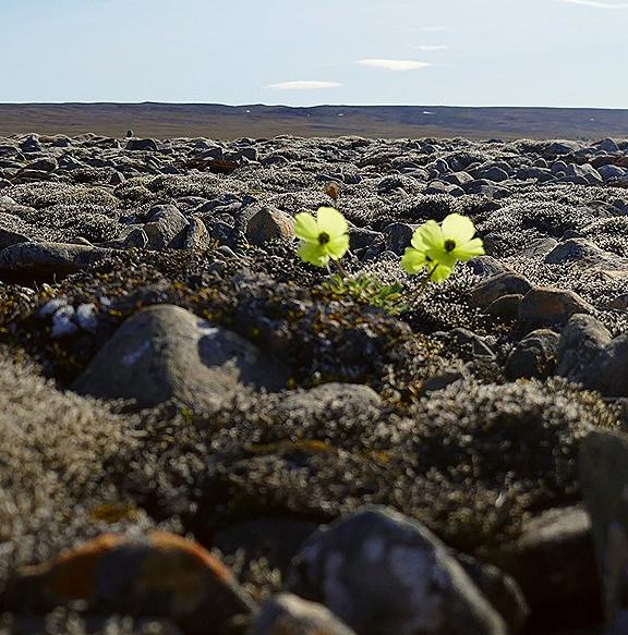 Arctic poppy Bathurst Island, Canada