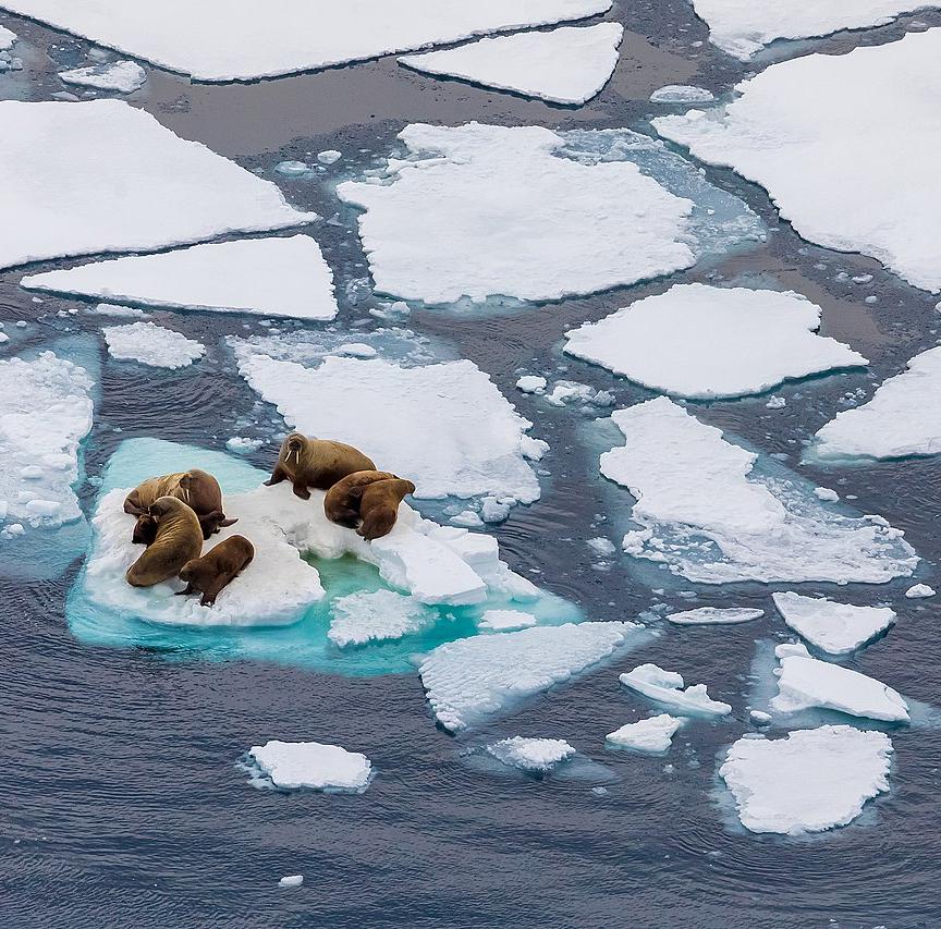 Walruses on Arctic ice floes