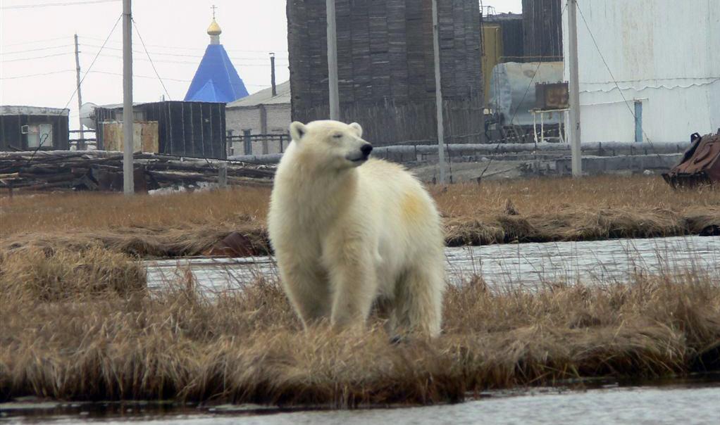 A polar bear roams around a Russian settlement