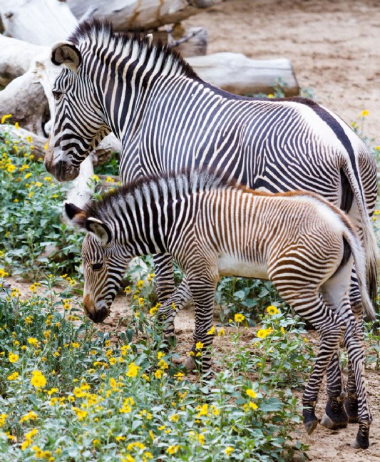 Grévy's zebra