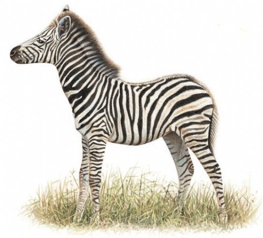 Plains zebra