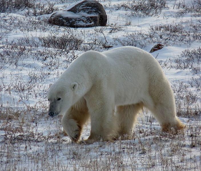 Polar bear on land, West Hudson Bay