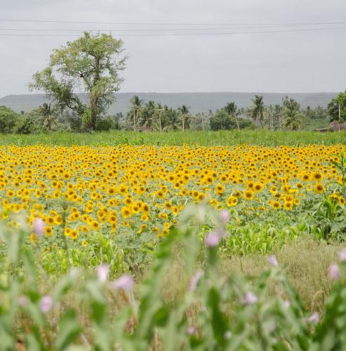 Sunflower crop in Karnataka
