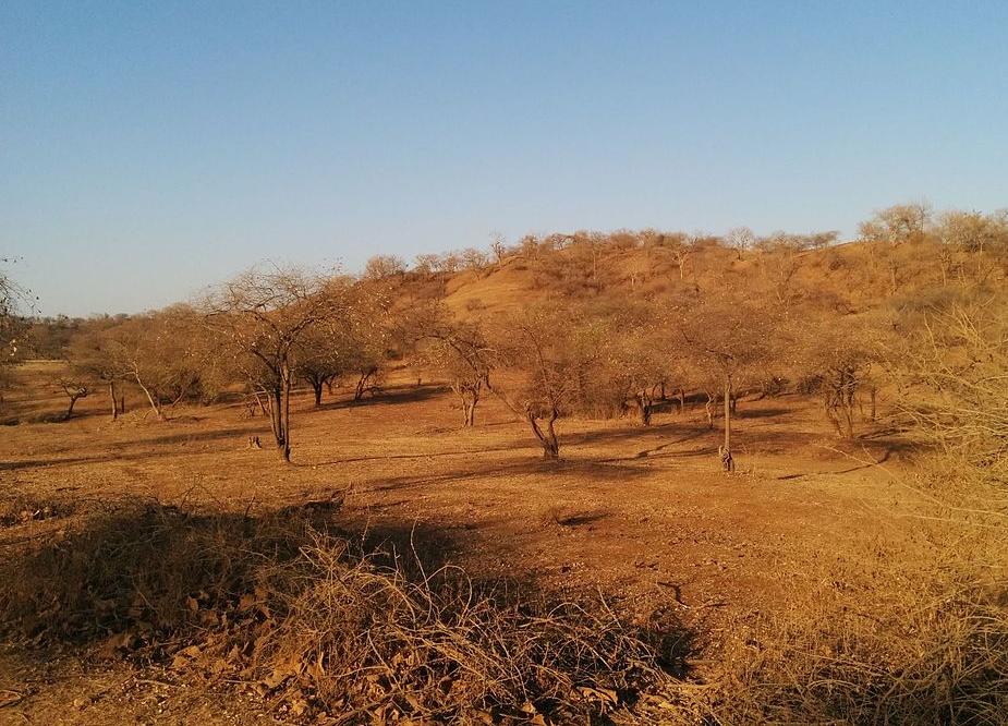 The Gir Forest, on the Kathiawar peninsula
