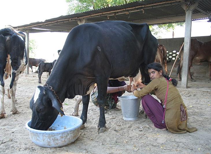 Milking cows on a small farm in Mehsana district