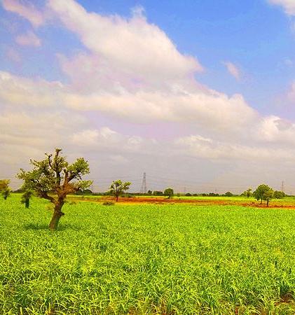 Summer in the fields near Ankleshwar
