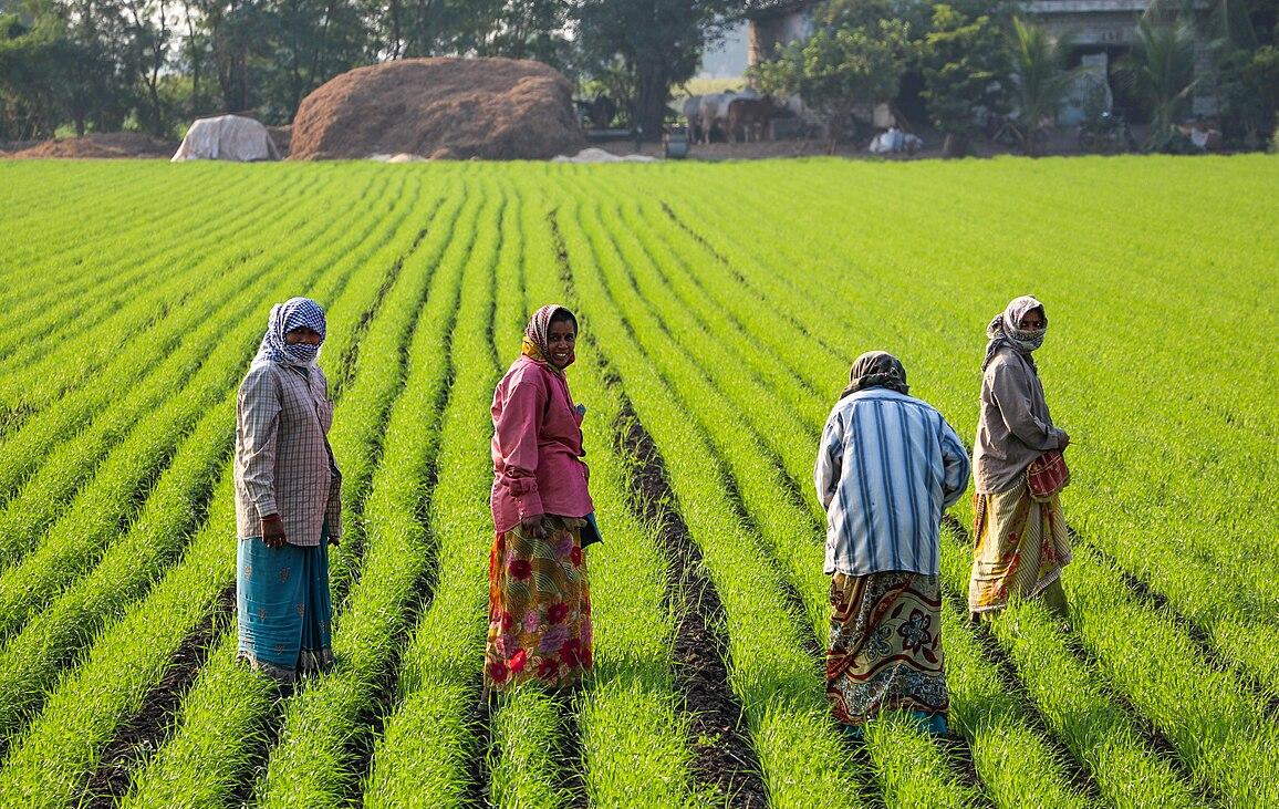 Women working in a rice field near Junagadh