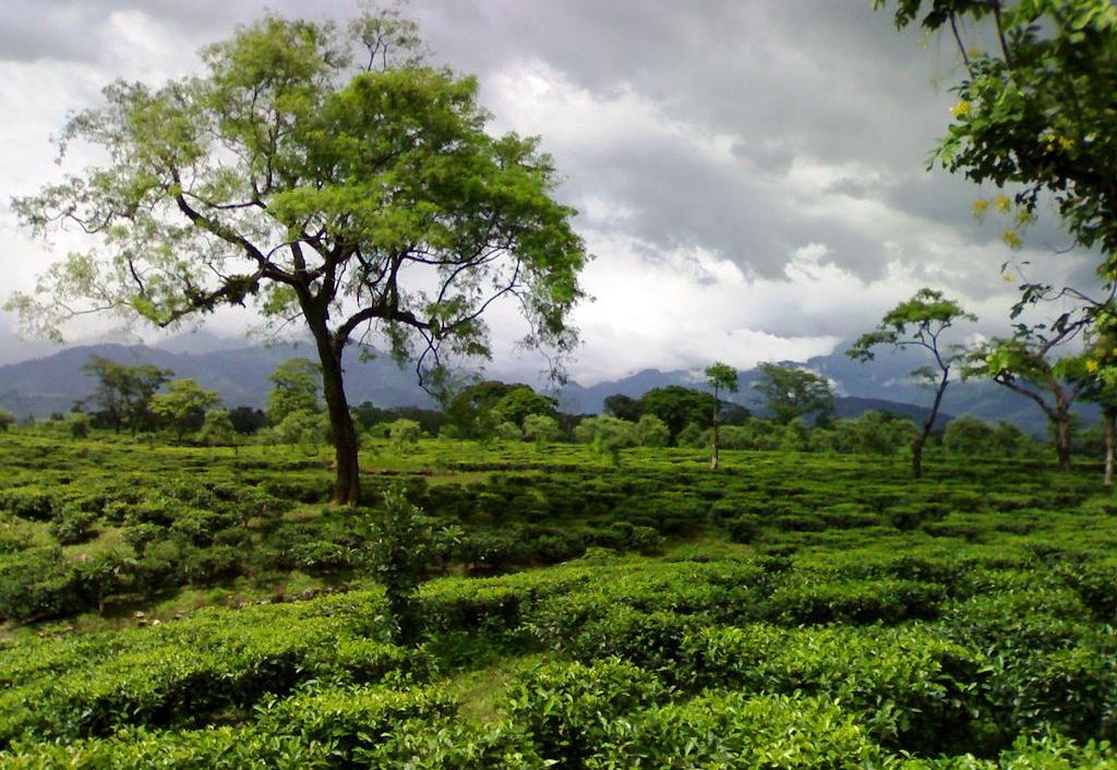 Tea estate in the Dooars, near the Himalayan foothills