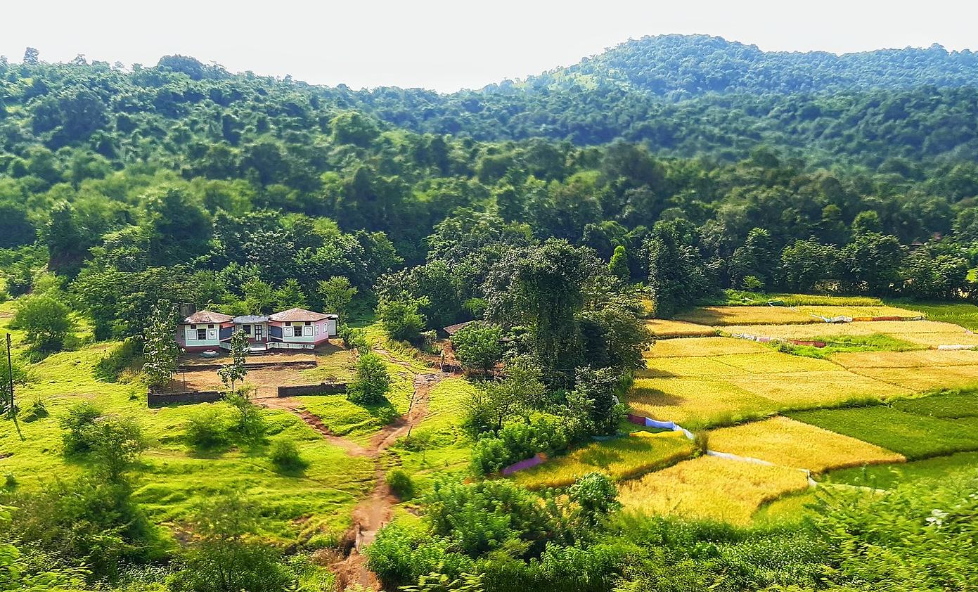 Rice paddy fields in the Konkan, Maharashtra